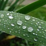 Rain Drops On A Leaf
